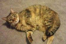 Lucy - Exquisite Female Torbie Cat For Adoption In Long Beach CA