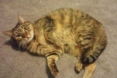 Lucy - Exquisite Female Torbie Cat For Adoption in Long Beach CA