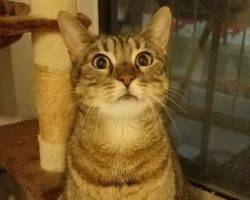 Lucy - exquisite female torbie cat for adoption in long beach ca3
