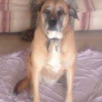 Lucy - Mastiff Mix For Adoption In Ohio