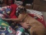 Lucy - mastiff mix for adoption in ohio