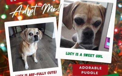 Beagle pug puggle for adoption in westminster co – supplies included – adopt lucy