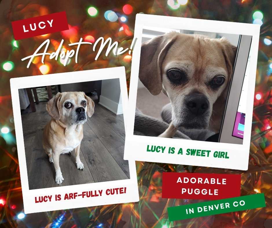 Lucy , Puggle For Adoption in Denver CO