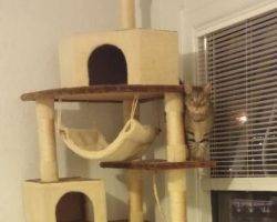 Lucy - exquisite female torbie cat for adoption in long beach ca3
