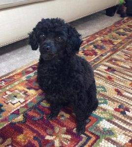 Rehomed – lucy –  4 yo f purebred toy poodle   kenmore wa