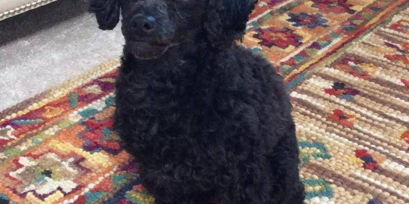 Lucy - Toy Poodle For Adoption Near Seattle WA