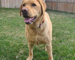 Lucy yellow labrador retriever for adoption in calgary