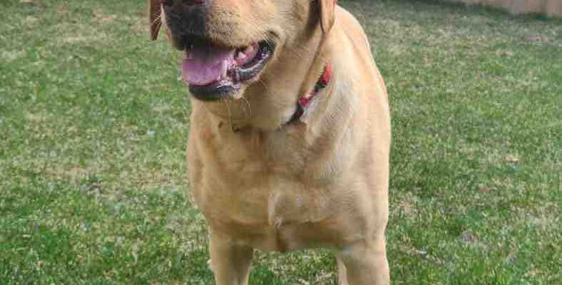 Lucy Yellow Labrador Retriever for adoption in Calgary