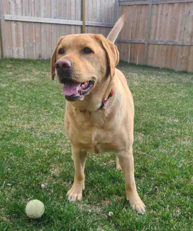 Lucy yellow labrador retriever for adoption in calgary