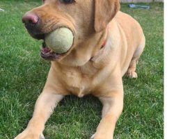 Yellow labrador retriever for adoption in calgary