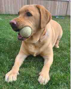 Yellow labrador retriever for adoption in calgary