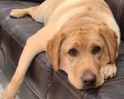 Yellow labrador retriever for adoption in calgary