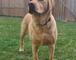 Yellow labrador retriever for adoption in calgary