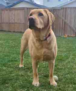 Yellow labrador retriever for adoption in calgary