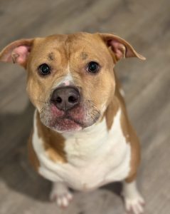 Adorable american staffordshire amstaff dog for adoption in philadelphia pa
