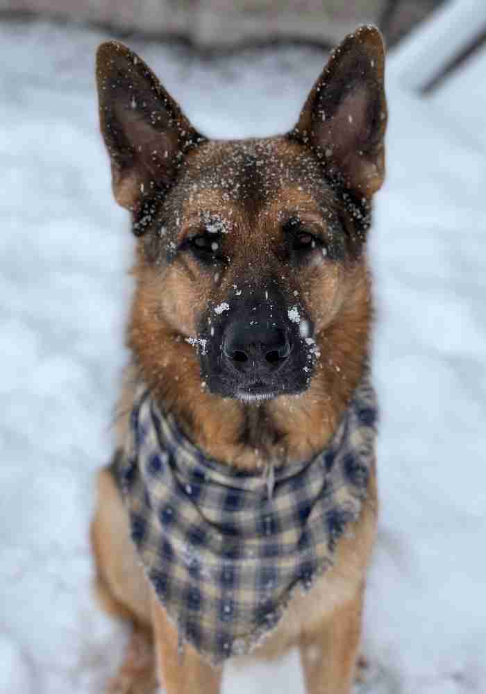 Luke, a handsome black and tan german shepherd dog for adoption in kalispell montana