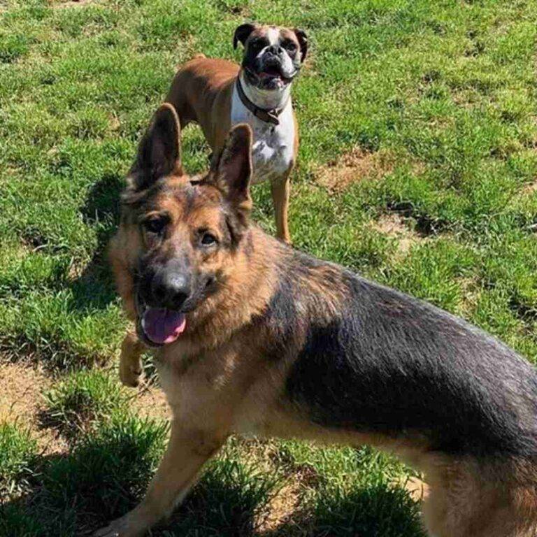 German Shepherd Dog for Adoption in Kalispell, Montana - Supplies