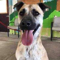 German Shepherd Australian Cattledog Mix Dog For Adoption In Arvada CO