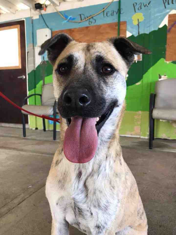 German Shepherd Australian Cattledog Mix Dog For Adoption in Arvada CO