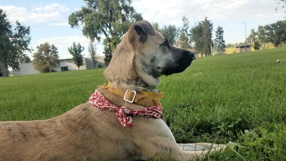 German shepherd australian cattledog mix dog for adoption in arvada co