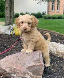 Meet lulu, miniature goldendoodle puppy in westerville ohio