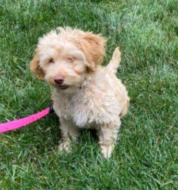 Lulu miniature goldendoodle for adoption westerville oh