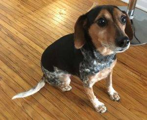 Rochester ny – luna – female beagle blue heeler mix dog for adoption – supplies included