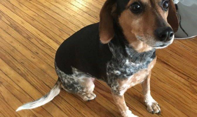 Luna - Beagle Mix Dog For Adoption Rochester NY
