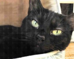 black cat for adoption in raleigh Photo Close-up Of Luna, An Affectionate Black Cat With Green Eyes, Relaxing Indoors – Available For Adoption In Mebane North Carolina