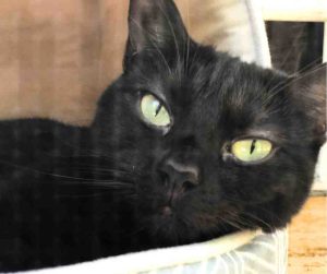 black cat for adoption in raleigh Photo Close-up of Luna, an affectionate black cat with green eyes, relaxing indoors – available for adoption in Mebane North Carolina