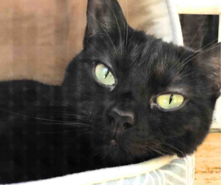 Close-up of Luna, an affectionate black cat with green eyes, relaxing indoors – available for adoption in Mebane North Carolina