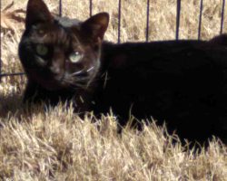 black cat for adoption in raleigh Photo Black Cat Named Luna Sitting In Sunlit Grass Near A Fence, Looking Calm And Content – Adoptable Near Raleigh, Durham, Greensboro, And Mebane NC