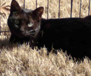 black cat for adoption in raleigh Photo Black cat named Luna sitting in sunlit grass near a fence, looking calm and content – adoptable near Raleigh, Durham, Greensboro, and Mebane NC