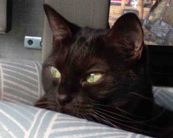 black cat for adoption in raleigh Photo Luna The Black Cat Resting By A Window And Gazing Outside Peacefully – Adoptable In Raleigh, Durham, Greensboro, And Mebane North Carolina