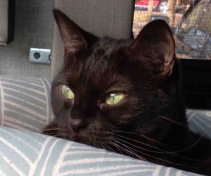 black cat for adoption in raleigh Photo Luna the black cat resting by a window and gazing outside peacefully – adoptable in Raleigh, Durham, Greensboro, and Mebane North Carolina