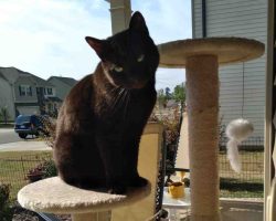 black cat for adoption in raleigh Photo Black Cat Luna Sitting Proudly On Her Cat Tree On A Sunny Porch – Available For Adoption Near Raleigh, Durham, Greensboro, And Mebane NC