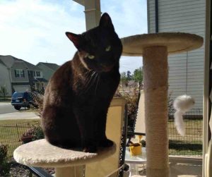 black cat for adoption in raleigh Photo Black cat Luna sitting proudly on her cat tree on a sunny porch – available for adoption near Raleigh, Durham, Greensboro, and Mebane NC