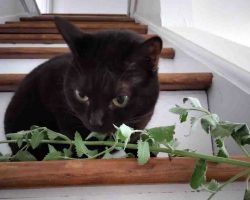 black cat for adoption in raleigh Photo Playful Black Cat Luna Sniffing Catnip On Indoor Stairs – Adoptable Near Raleigh, Durham, Greensboro, And Mebane North Carolina