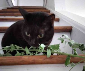 black cat for adoption in raleigh Photo Playful black cat Luna sniffing catnip on indoor stairs – adoptable near Raleigh, Durham, Greensboro, and Mebane North Carolina