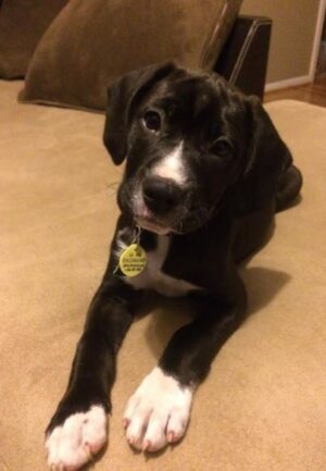 Una - Black Lab Mix For Adoption 2
