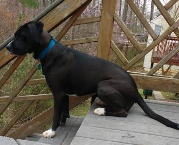 una - Black Lab Mix For Adoption 2