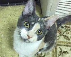 Luna - calico female cat for adoption brooklyn 2