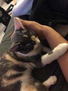 Luna - calico female cat for adoption brooklyn 2