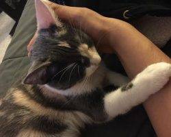 Luna - calico female cat for adoption brooklyn 2