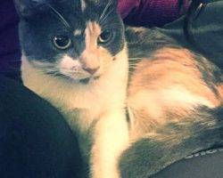 Luna - calico female cat for adoption brooklyn 2