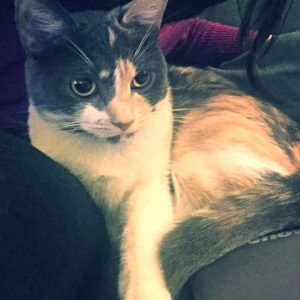 Sweet 1 YO Female Dilute Calico Cat For Adoption in ...