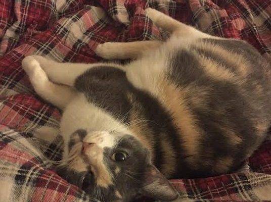 Luna - Calico Female Cat For Adoption Brooklyn 2