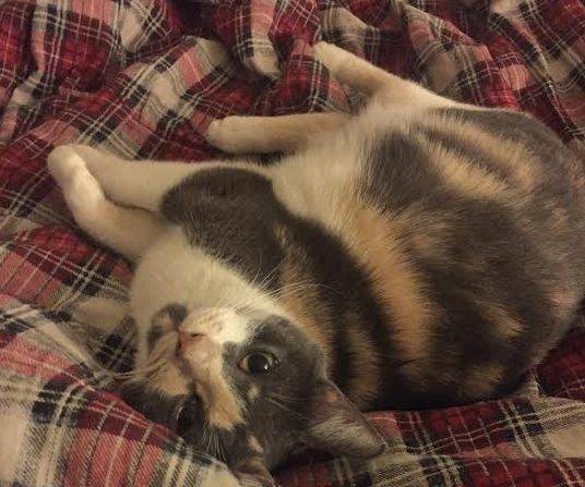 Sweet 1 yo female dilute calico cat for adoption in brooklyn ny – fixed, shots, healthy, supplies inc – adopt luna today!