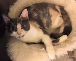 Luna - calico female cat for adoption brooklyn 2