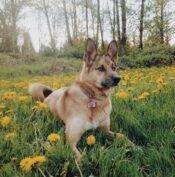 Luna - German Shepherd Mix Dog For Adoption Langley 5